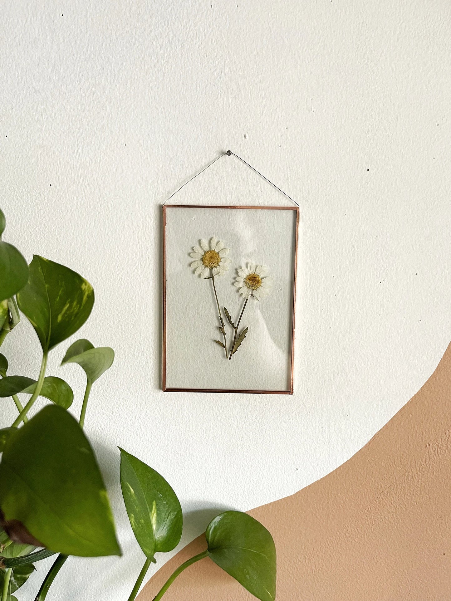 Double White Daisy Frame