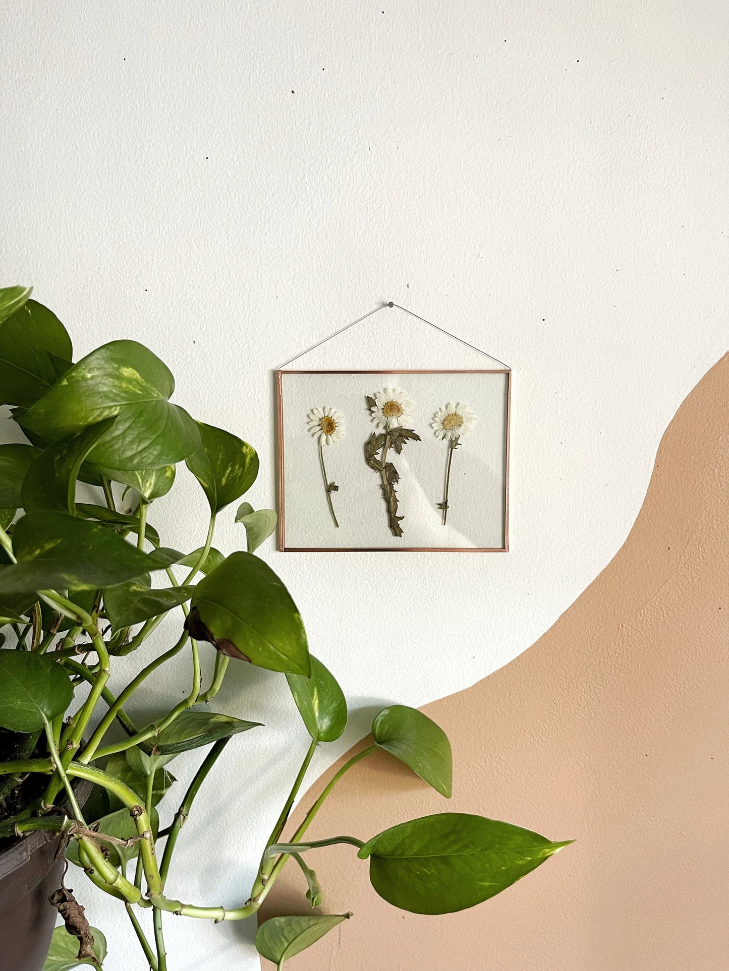 Triple White Daisy Frame