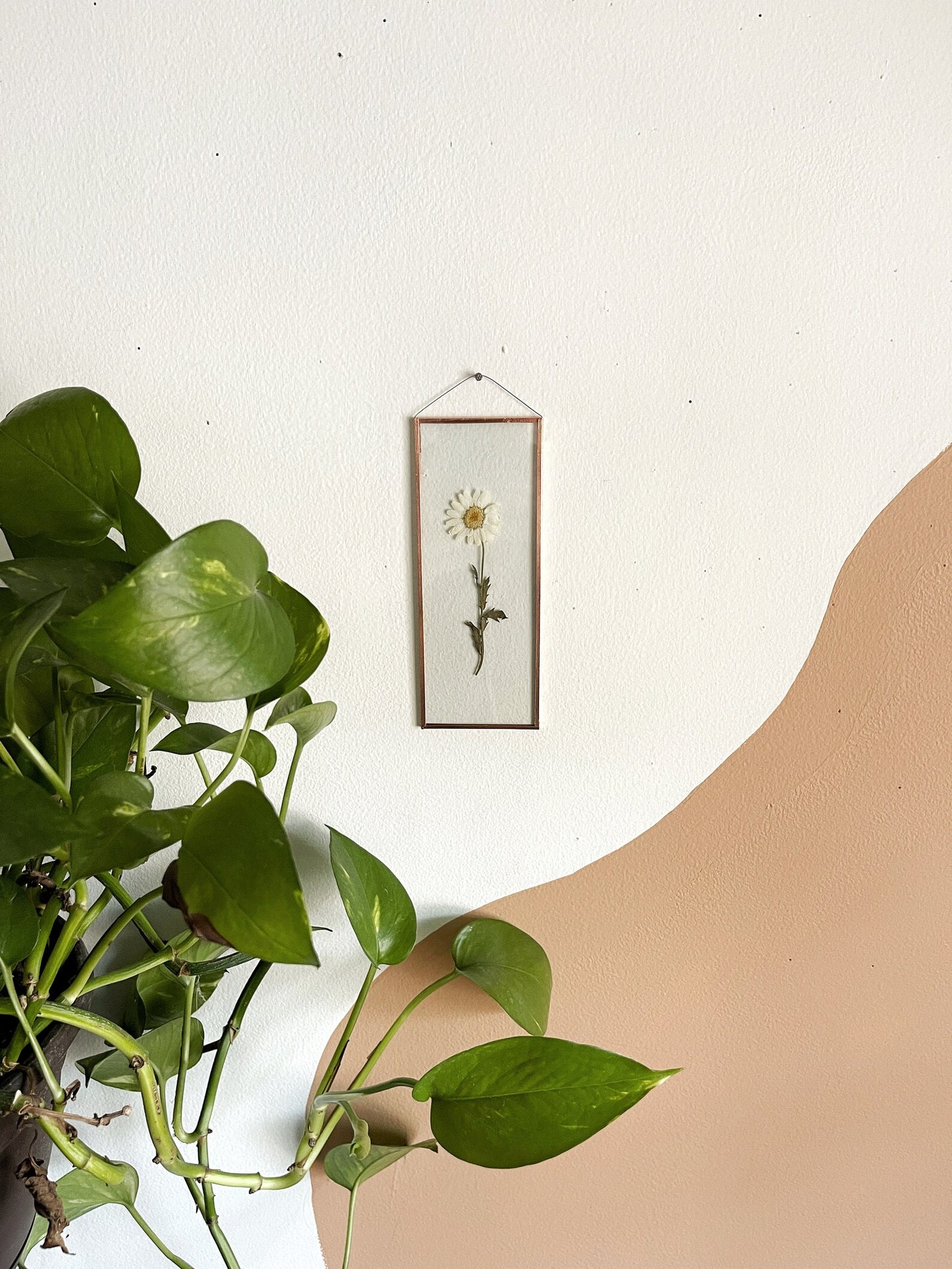 White Daisy Frame