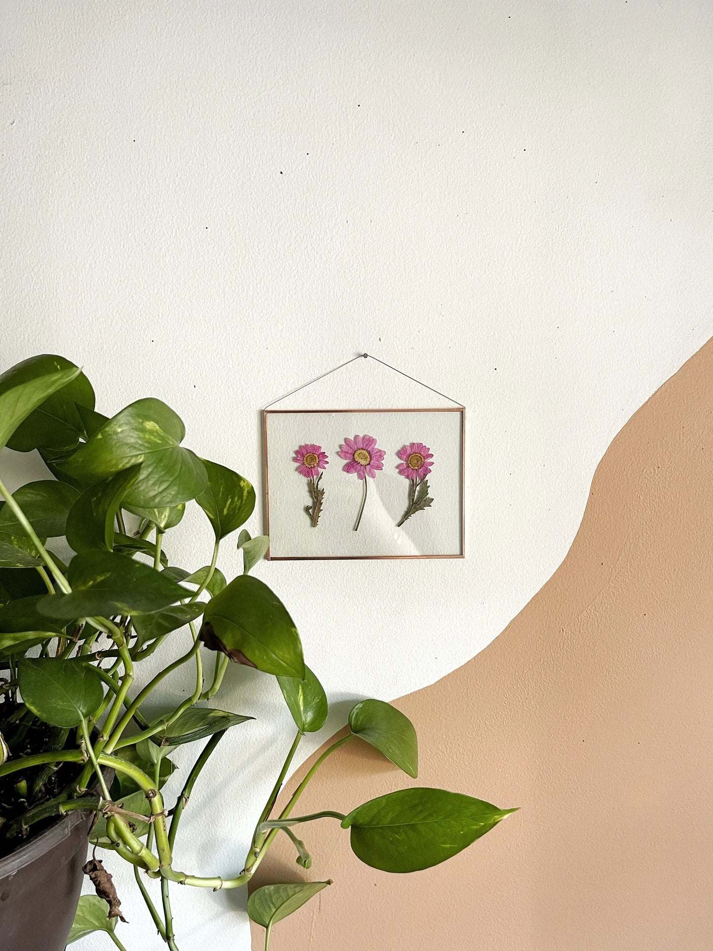Triple Pink Daisy Frame