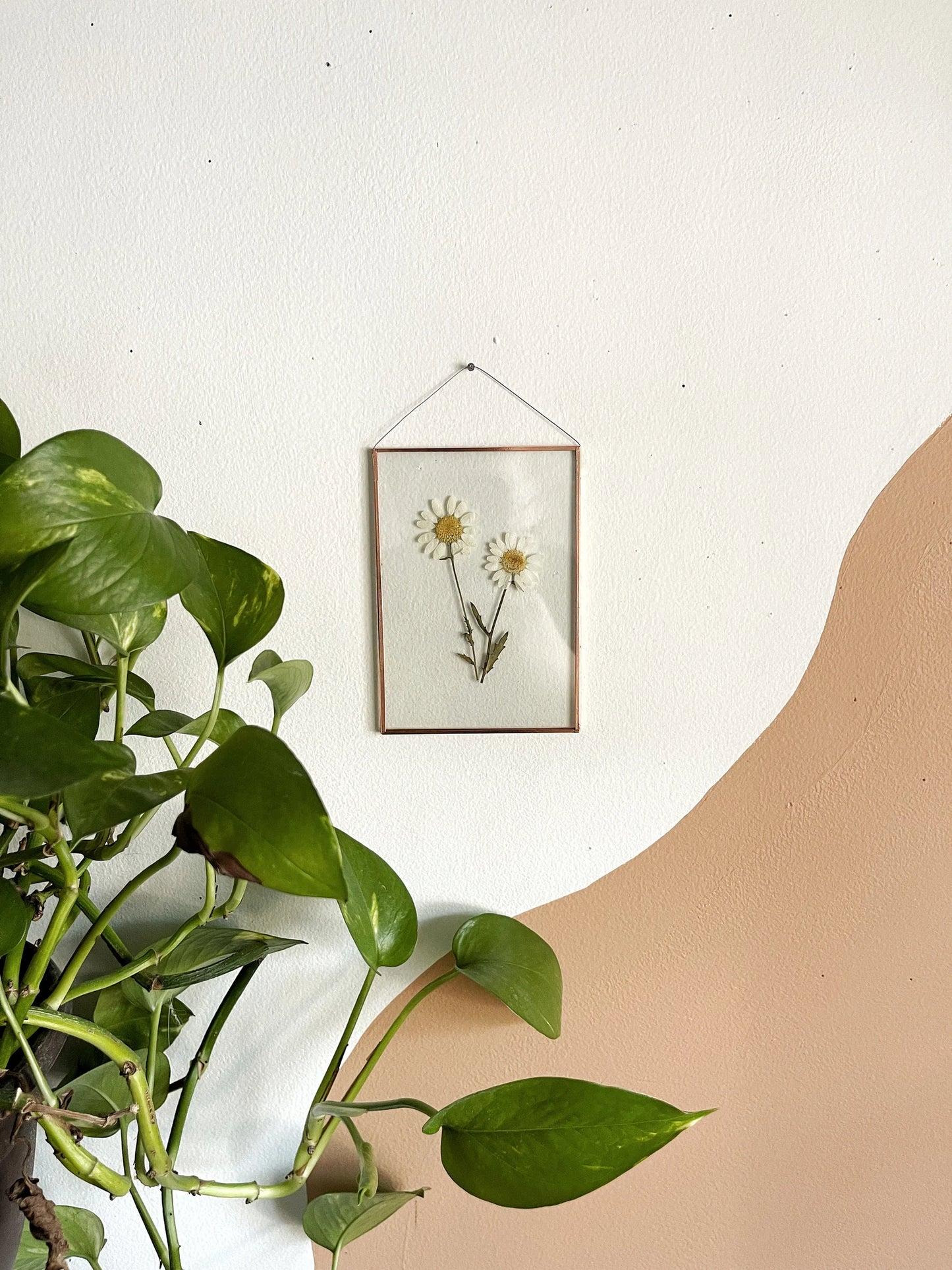 Double White Daisy Frame